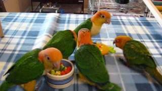 Baby caiques and Conure play time [upl. by Latisha]