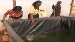 Kenyas highlands farmers embracing fish farming as an alternative source of income [upl. by Hooker]