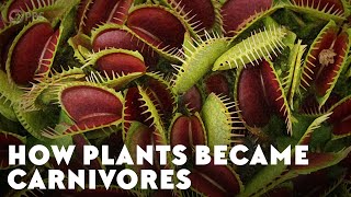 How Plants Became Carnivores [upl. by Annavoj]