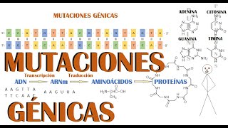 Mutaciones génicas clasificación y caracteristicas [upl. by Ssidnac]