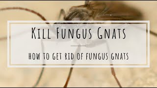 How to kill fungus gnats beneficial nematodes [upl. by Sesmar]