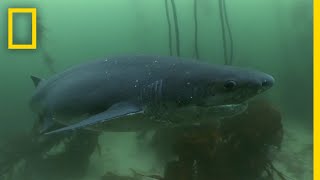 The Cookiecutter Shark  Sharks of Bermuda Triangle [upl. by Llirrem]