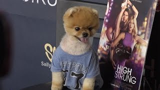 Jiff Pom quotHigh Strungquot Los Angeles Premiere JifftheDog [upl. by Wilfrid777]