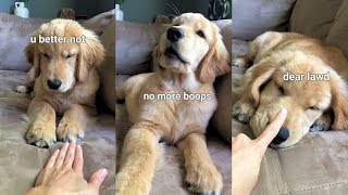 Booping My Dog Too Many Times [upl. by Amaral]