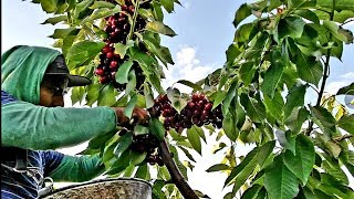 FAST CHERRY HARVEST COSECHA DE CEREZAS PIZCADOR RAPIDO [upl. by Ereynihc]