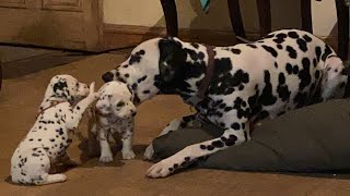 Dalmatian puppies exploring [upl. by Sirac]