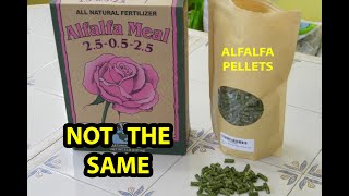 ALFALFA Pellets For Organic Fertilizer REAL TRUTH Reveal [upl. by Arataj]