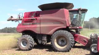 Case IH 8240 Combine Cutting Green Stem Soybeans [upl. by Egidius]