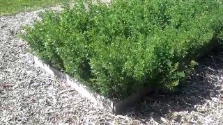 Growing Alfalfa for the Backyard Grower [upl. by Etti]