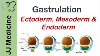 Gastrulation  Formation of Germ Layers  Ectoderm Mesoderm and Endoderm [upl. by Nai]