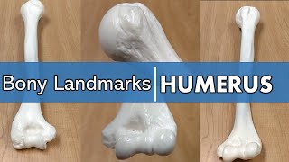 Bony Landmarks of the Humerus [upl. by Filippo]