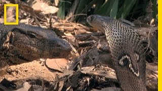 Cobra vs Monitor Lizard  National Geographic [upl. by Yrrem208]