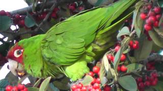 Cherryheaded and mitred conures in Lafayette Park eating Pyracantha berries [upl. by Ametaf634]