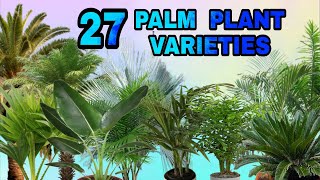 27 PALM PLANT PALM TREE VARIETIES [upl. by Hareehahs]