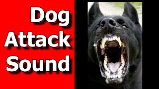 Dog Attack Sound Dog Snarl and BITE Sounds ANGRY DOG Sounds [upl. by Hurst]