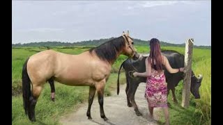 My sister training care her lovely horse in beginner 2021 [upl. by Cook]