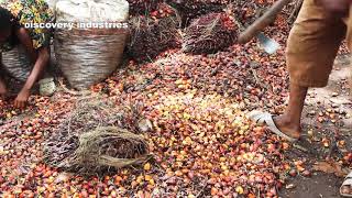 Palm Oil Production Process [upl. by Droflim471]