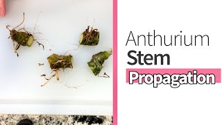 How to Stem Propagate an Anthurium [upl. by Rodolphe]