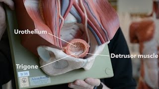 Bladder Anatomy [upl. by Epperson]