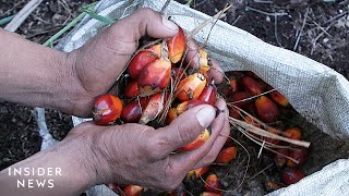 Why Making Sustainable Palm Oil Might Be Impossible [upl. by Nirret]