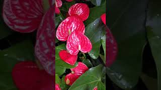 Anthurium How to Care the Anthurium [upl. by Hebert]