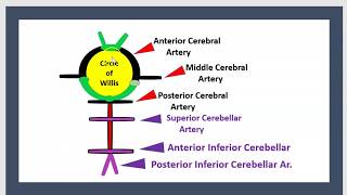 Syndrome Médullaire Latéral Wallenberg Artère Cérébelleuse Postérieure Inférieure Altern AVC 3minuts [upl. by Igic]