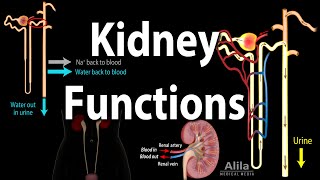 Kidney Homeostatic Functions Animation [upl. by Culhert]