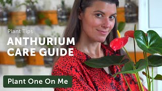 Ultimate ANTHURIUM Flamingo Flower Care Guide — Ep 195 [upl. by Malchus]