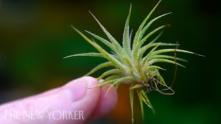 How Air Plants Grow Without Soil  The New Yorker [upl. by Malinda89]