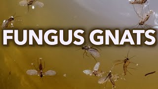 Fungus Gnats Natural Killer 100 Percent Effective [upl. by Roer674]