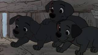 101 DALMATIANS DISGUISED AS LABRADORS [upl. by Quin607]