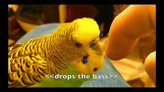 Talking Parakeet Budgie Talks Nonstop Captioned [upl. by Fronnia]