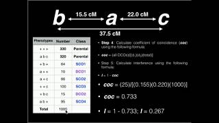 Genetics Linkage Problem 1 Map Distance Coefficient of Coincidence and Interference [upl. by Ilrac]