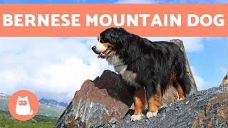 BERNESE MOUNTAIN DOG  Characteristics and Care [upl. by Pack]