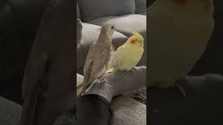 Cockatiel Hissing [upl. by Gilbye]