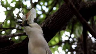 Black Crowned Night Heron Killing and Eating Cattle Egret Chick [upl. by Avalsorim792]