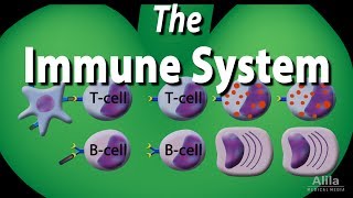 How Monoclonal Antibodies Treat Cancer [upl. by Euqimod]