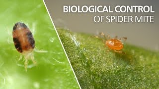 Biological control of spider mite  Phytoseiulus persimilis [upl. by Adleme]