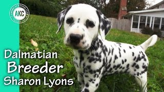 Dalmatian Breeder Sharon Lyons [upl. by Labina]