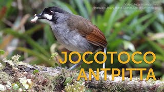 Jocotoco Antpitta Foundation Inspiration [upl. by Nomelc849]