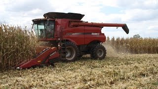 Case IH 8240 Combines Shelling Corn [upl. by Deck709]