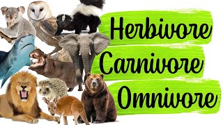 Science Quiz Herbivore Carnivore Omnivore  ANY 10 [upl. by Carolyn520]