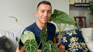 Anthurium Care Repotting amp Propagation Guide [upl. by Ranzini]