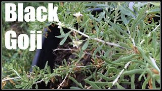 Black Goji  Black Wolfberry Lycium ruthenicum Plant Profile  Ninja Gardening  Episode 23 [upl. by Isayg]