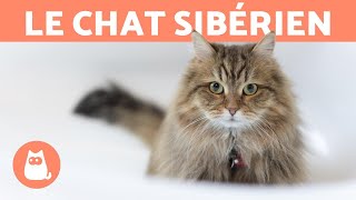 LE CHAT SIBÉRIEN  Caractéristiques soins et santé [upl. by Leontina]