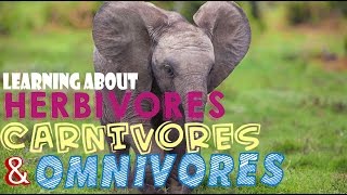 Learning About Herbivores Carnivores and Omnivores [upl. by Ahtelahs]