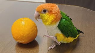 White bellied Caique Sounds  Caique Parrot Talking  Caique Parrot Dancing amp Playing [upl. by Uahc]