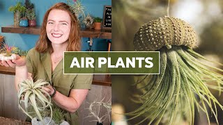 Air Plants Tillandsia 101  Care Tips amp Fun Facts [upl. by Annoyi]