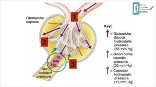 Glomerular Filtration [upl. by Aleuname]