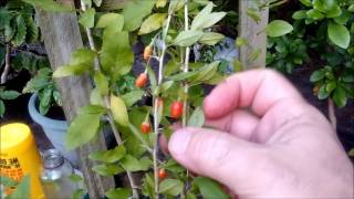 How to grow Goji Berries or Wolfberries from seeds and cuttings [upl. by Assiroc637]